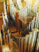 The organ