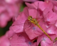 Dragonfly